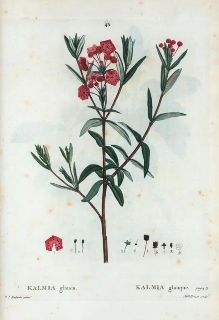 An illustration from Nouveau Duhamel, 1801, leaf 46