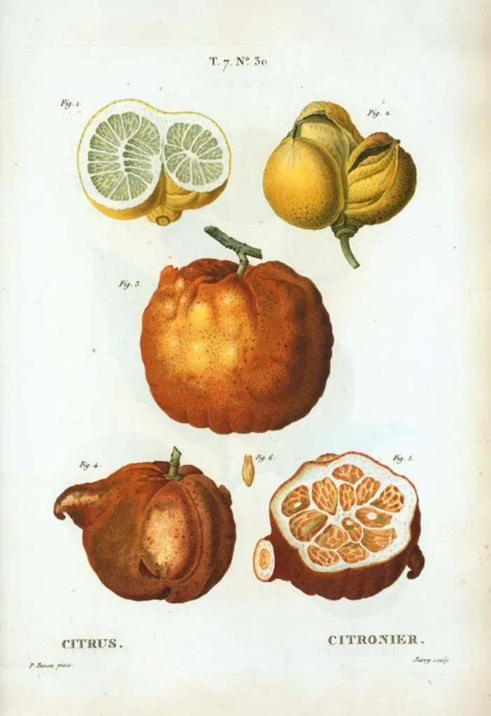 An illustration from Nouveau Duhamel, 1801, leaf 460