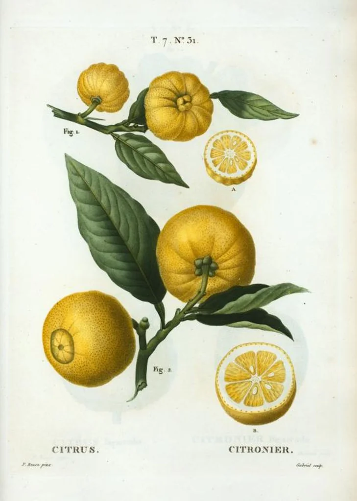 An illustration from Nouveau Duhamel, 1801, leaf 461
