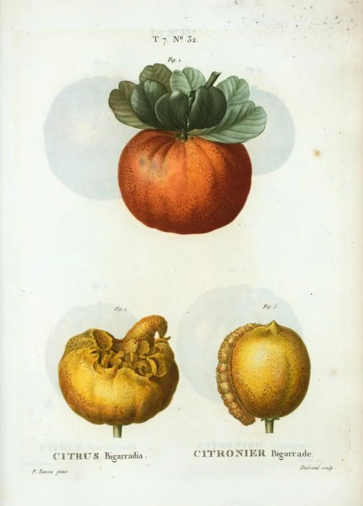 An illustration from Nouveau Duhamel, 1801, leaf 462