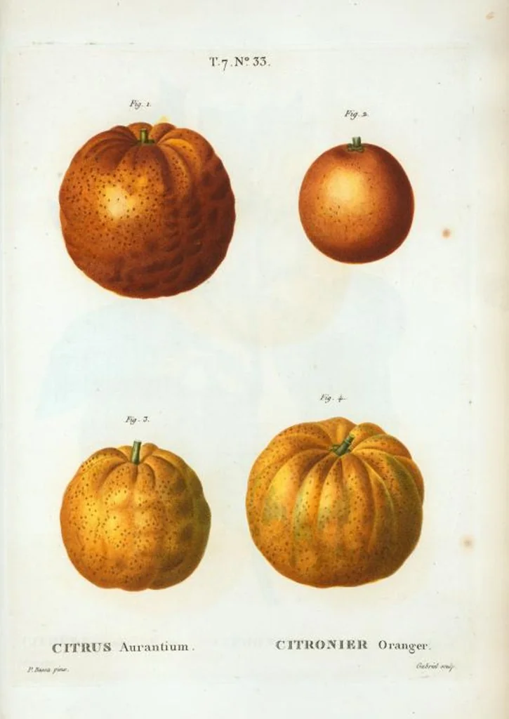 An illustration from Nouveau Duhamel, 1801, leaf 463