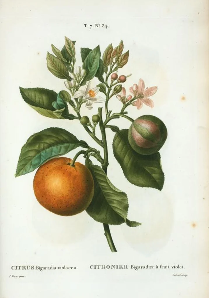 An illustration from Nouveau Duhamel, 1801, leaf 464