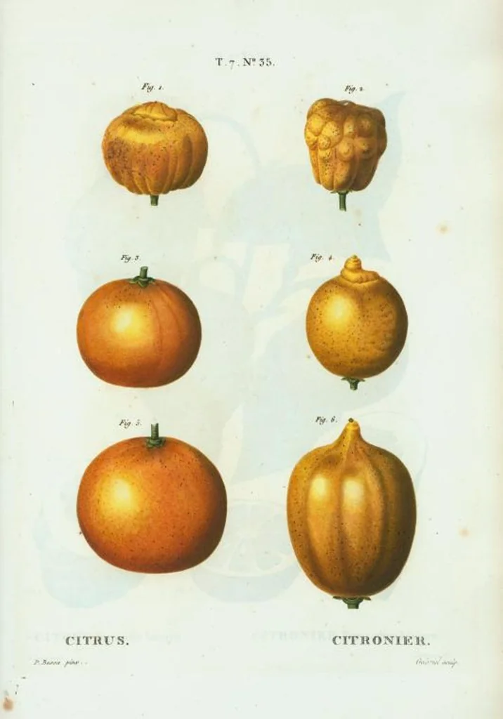 An illustration from Nouveau Duhamel, 1801, leaf 465