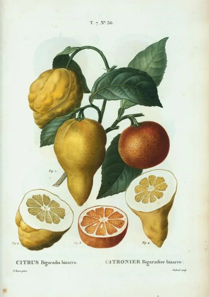 An illustration from Nouveau Duhamel, 1801, leaf 466