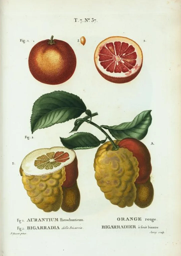 An illustration from Nouveau Duhamel, 1801, leaf 467