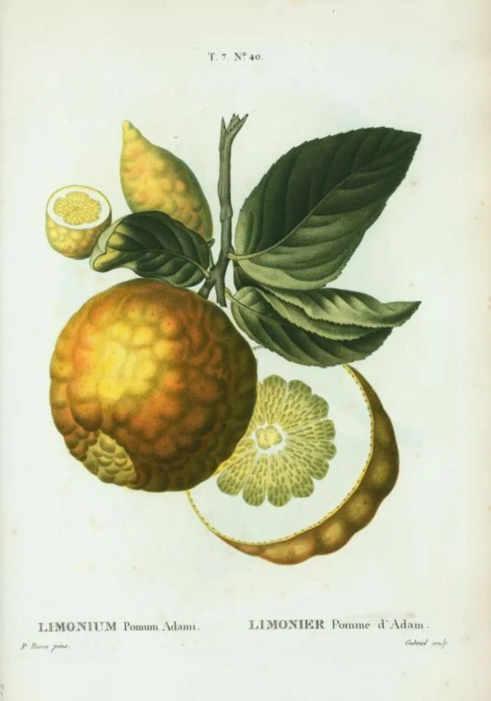 An illustration from Nouveau Duhamel, 1801, leaf 470