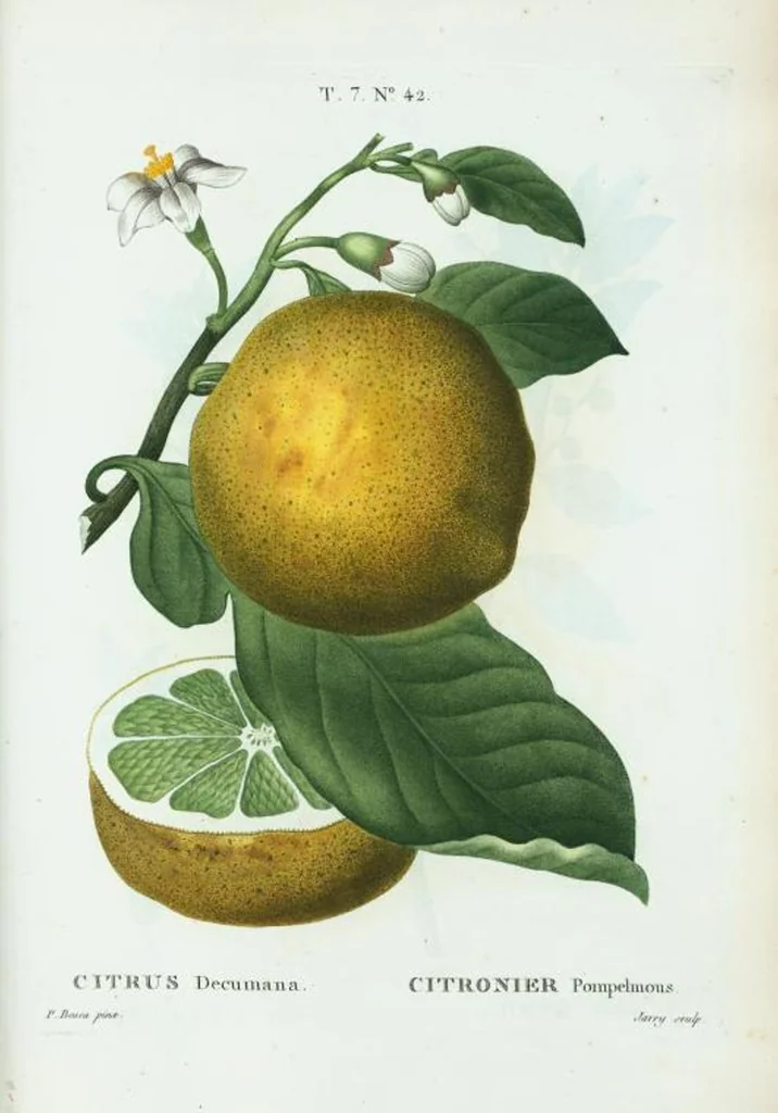 An illustration from Nouveau Duhamel, 1801, leaf 472