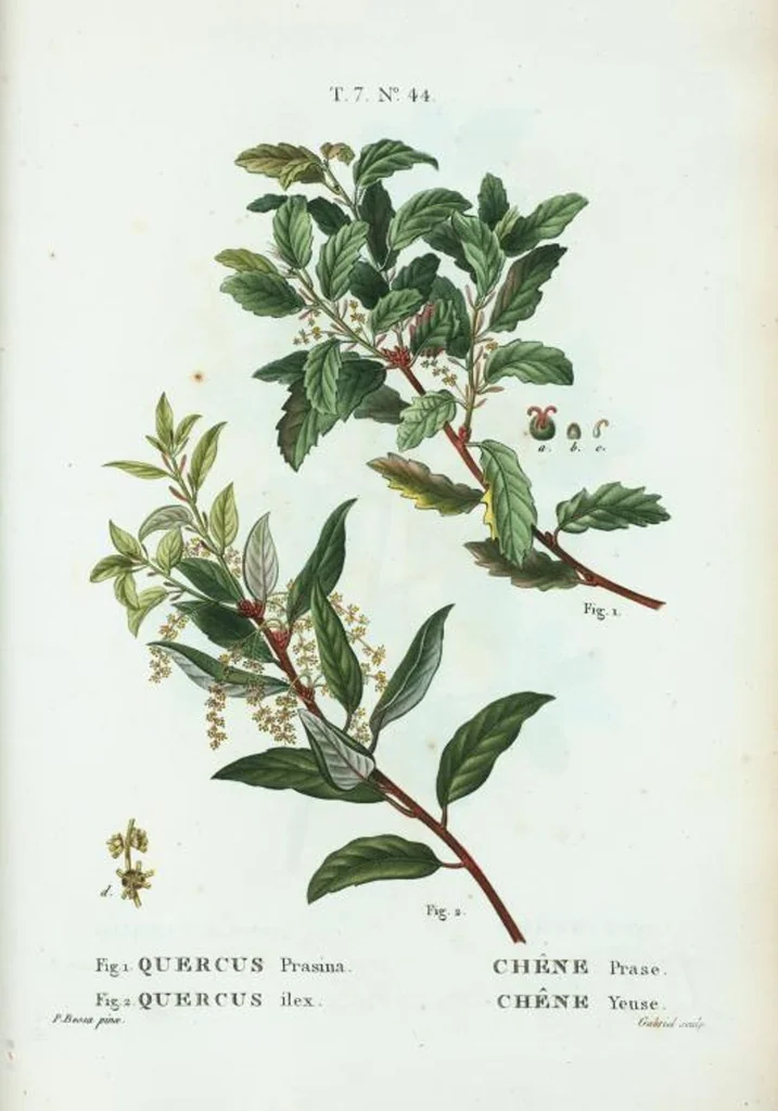 An illustration from Nouveau Duhamel, 1801, leaf 474