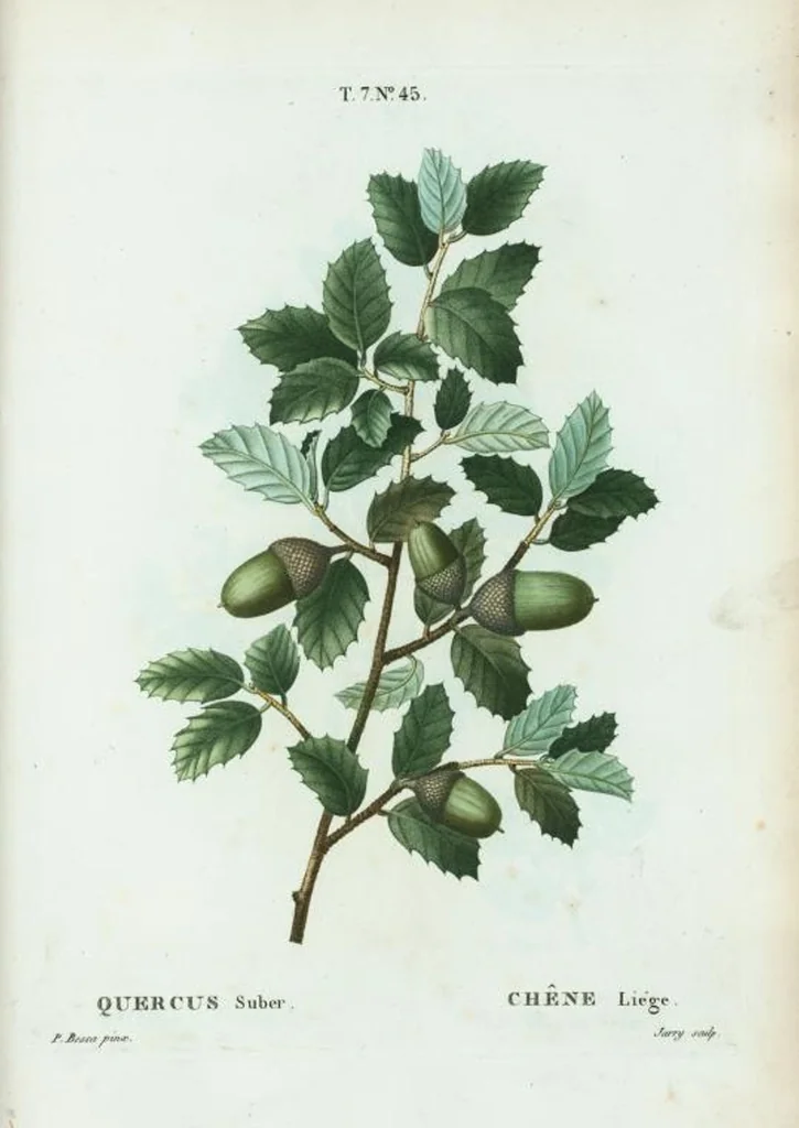 An illustration from Nouveau Duhamel, 1801, leaf 475