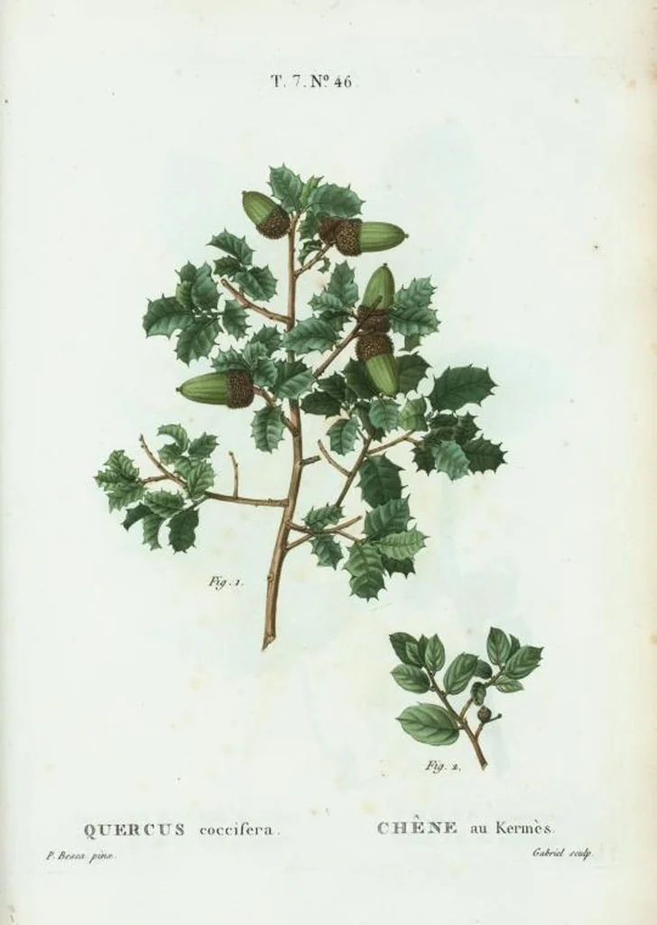 An illustration from Nouveau Duhamel, 1801, leaf 476
