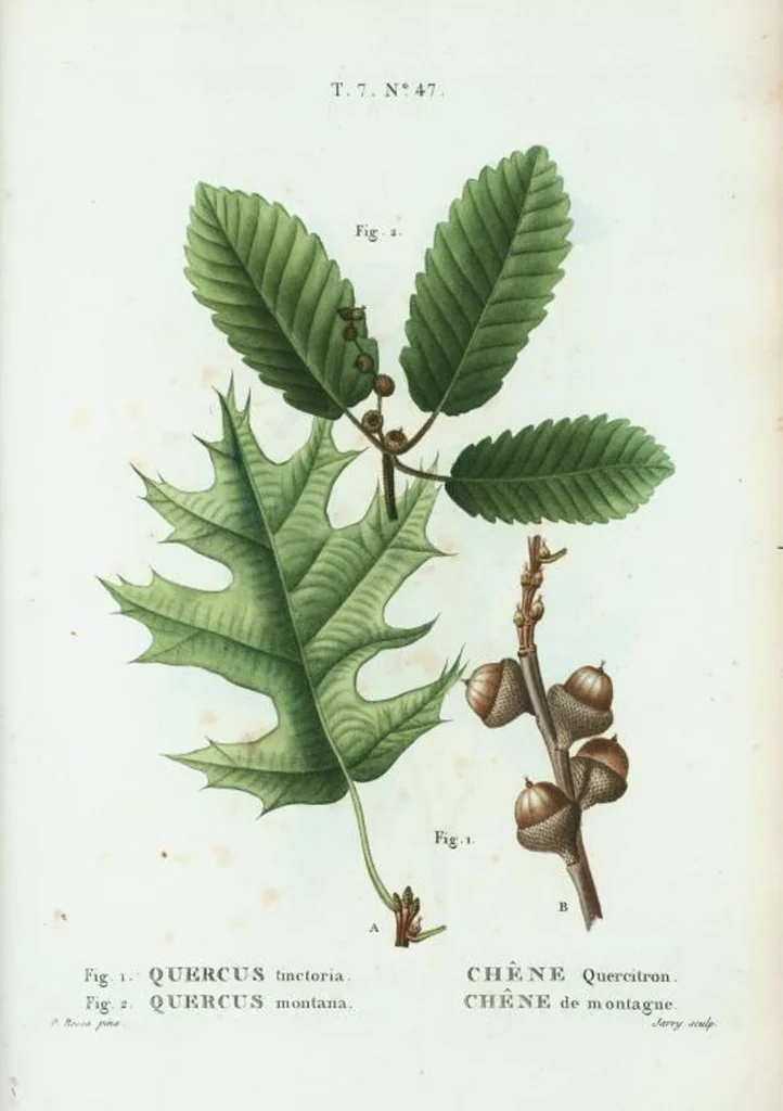 An illustration from Nouveau Duhamel, 1801, leaf 477