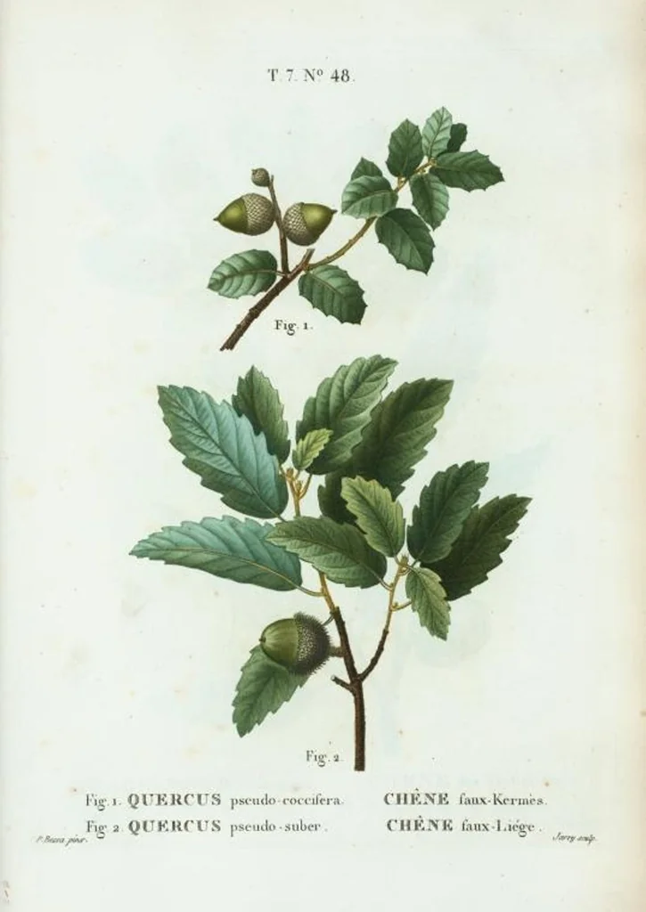 An illustration from Nouveau Duhamel, 1801, leaf 478