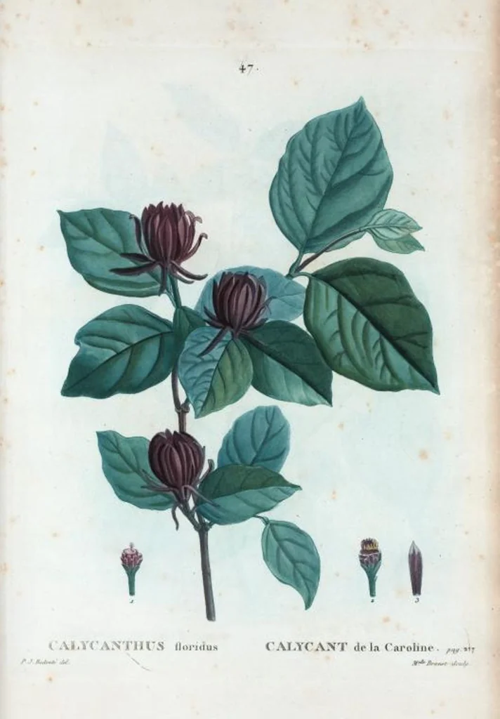 An illustration from Nouveau Duhamel, 1801, leaf 48
