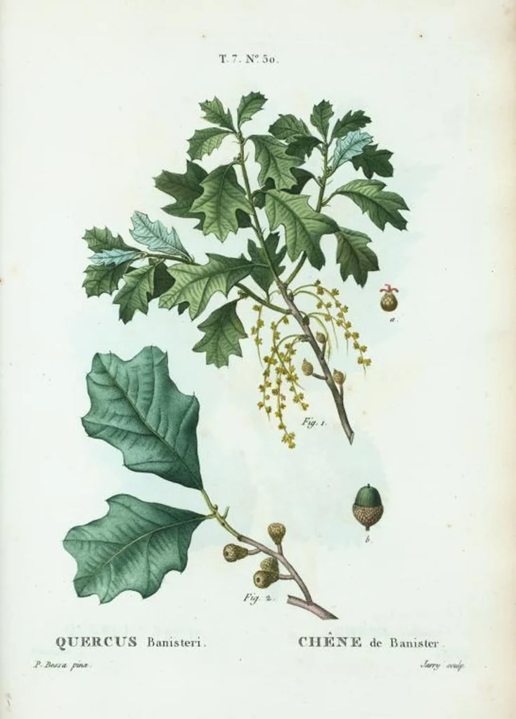 An illustration from Nouveau Duhamel, 1801, leaf 480
