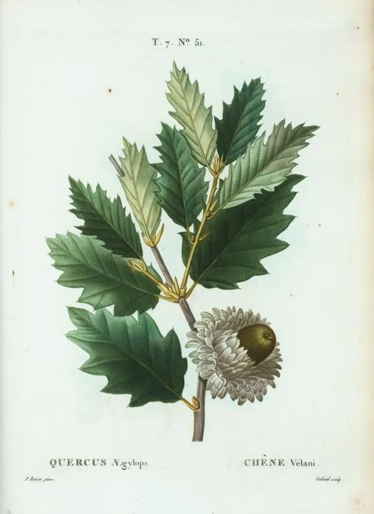 An illustration from Nouveau Duhamel, 1801, leaf 481