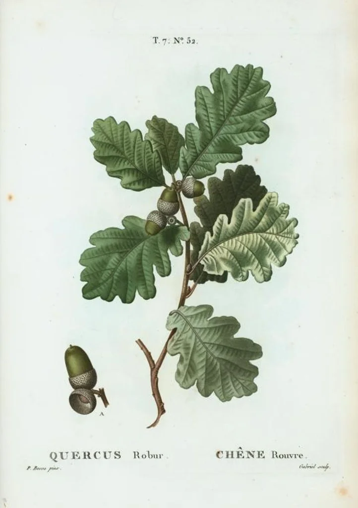 An illustration from Nouveau Duhamel, 1801, leaf 482