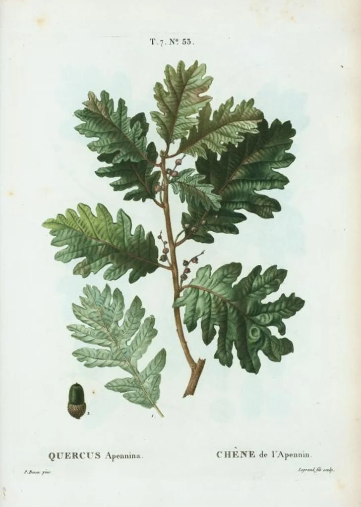 An illustration from Nouveau Duhamel, 1801, leaf 483
