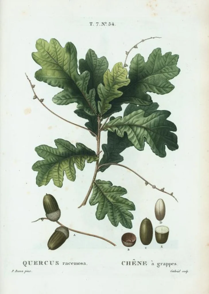 An illustration from Nouveau Duhamel, 1801, leaf 484