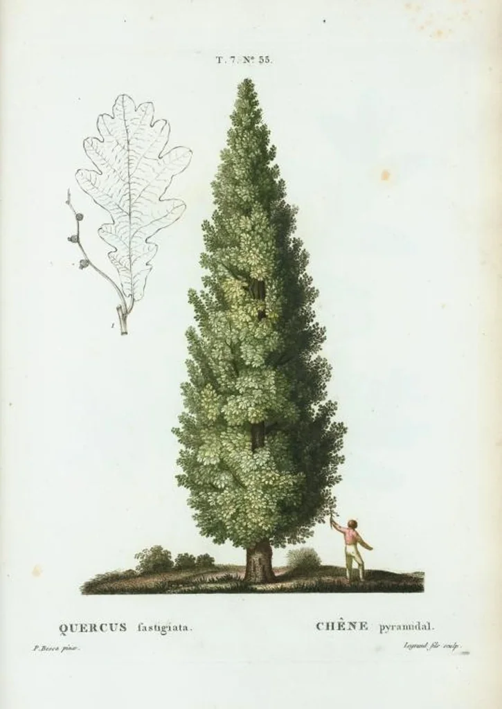 An illustration from Nouveau Duhamel, 1801, leaf 485