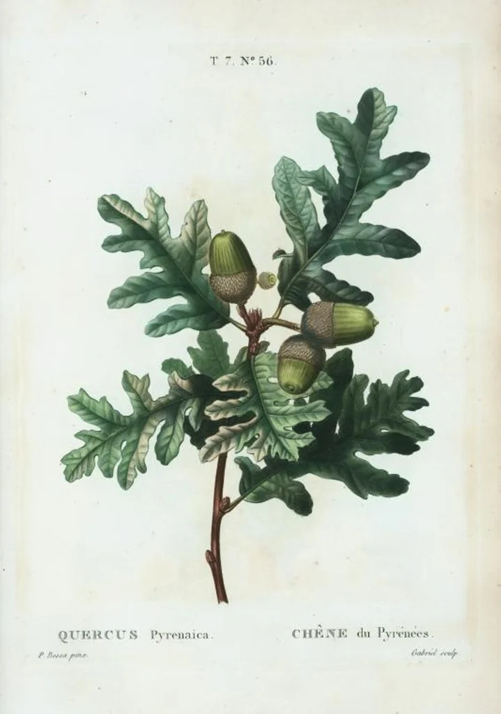 An illustration from Nouveau Duhamel, 1801, leaf 486