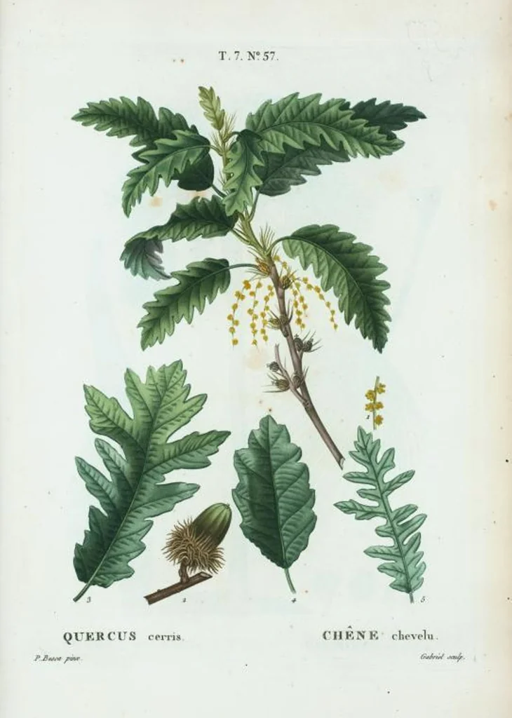 An illustration from Nouveau Duhamel, 1801, leaf 487