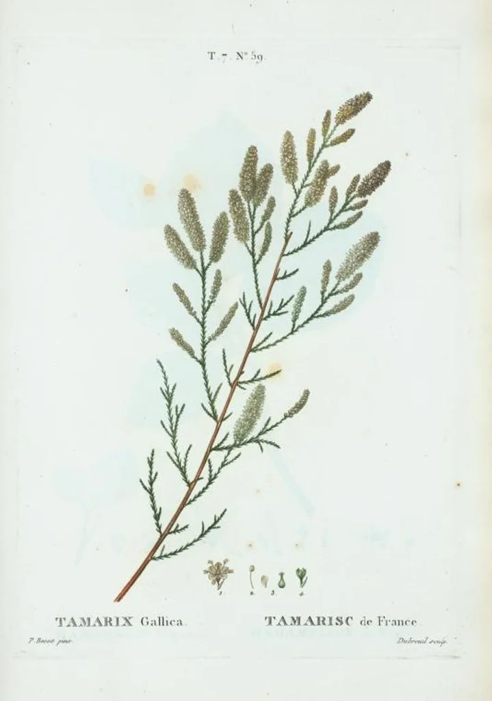 An illustration from Nouveau Duhamel, 1801, leaf 489
