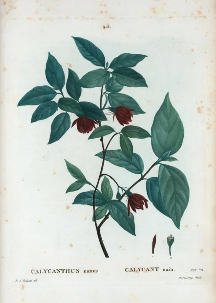 An illustration from Nouveau Duhamel, 1801, leaf 49