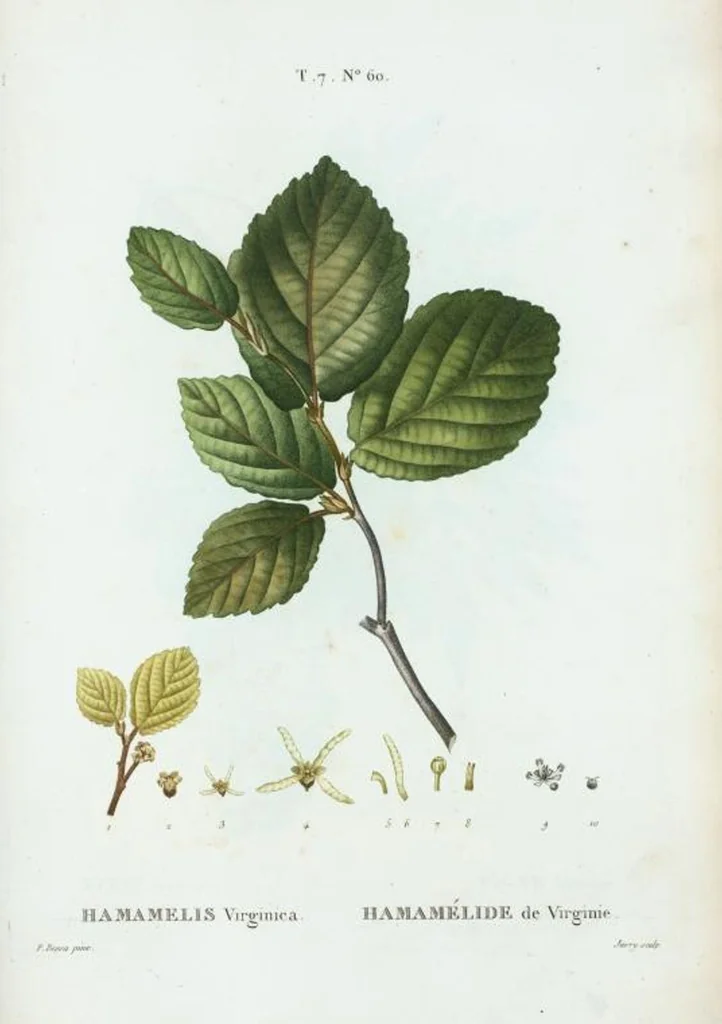 An illustration from Nouveau Duhamel, 1801, leaf 490