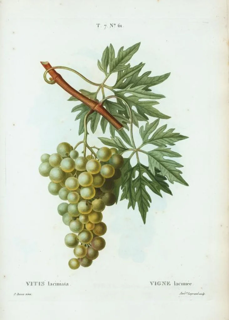 An illustration from Nouveau Duhamel, 1801, leaf 491