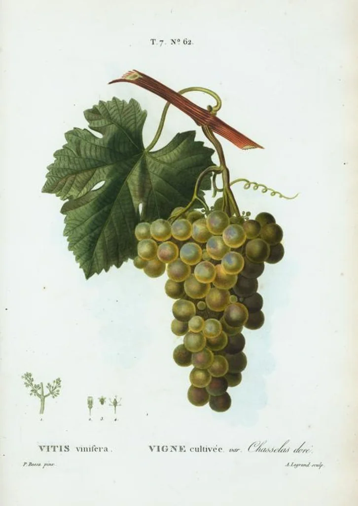 An illustration from Nouveau Duhamel, 1801, leaf 492