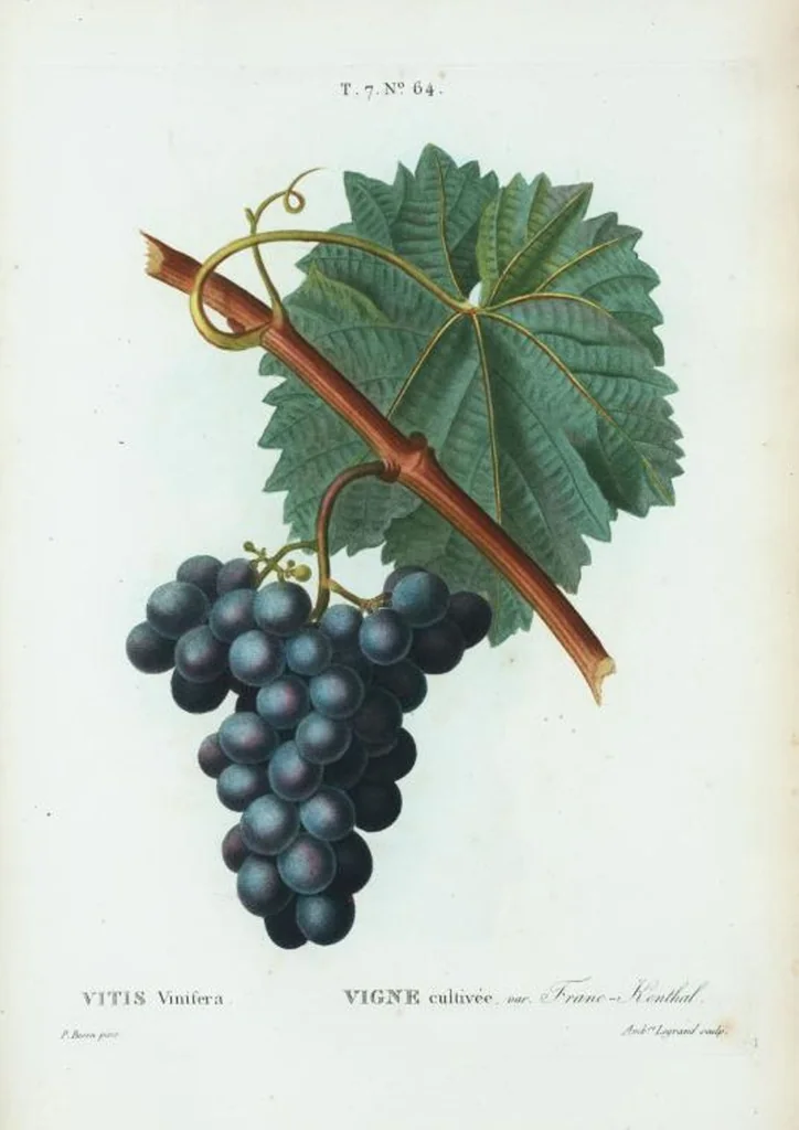 An illustration from Nouveau Duhamel, 1801, leaf 494