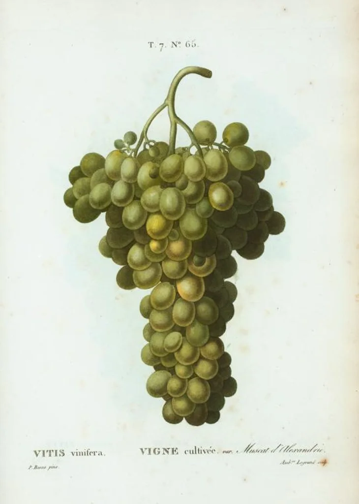 An illustration from Nouveau Duhamel, 1801, leaf 495