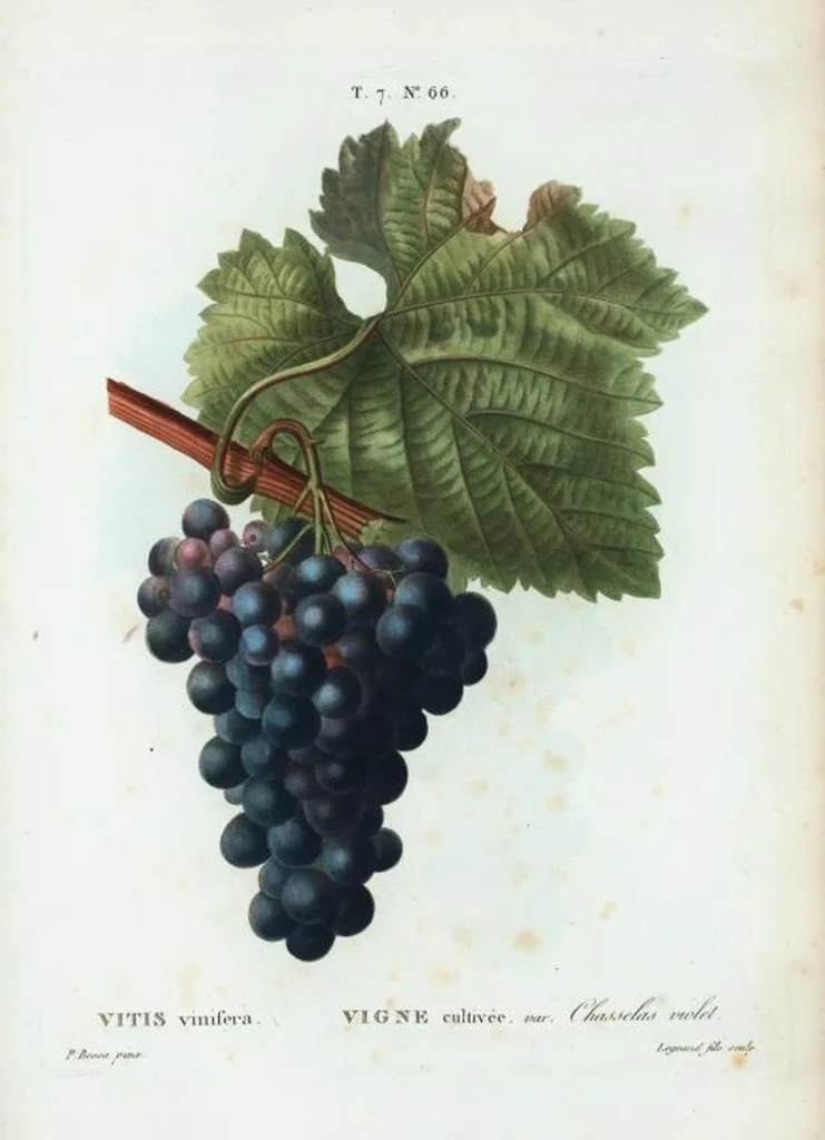 An illustration from Nouveau Duhamel, 1801, leaf 496