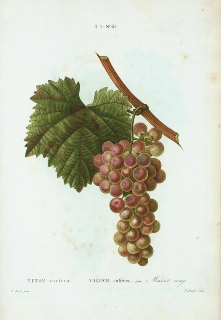 An illustration from Nouveau Duhamel, 1801, leaf 497