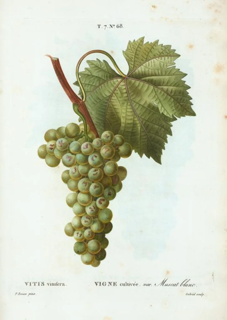 An illustration from Nouveau Duhamel, 1801, leaf 498