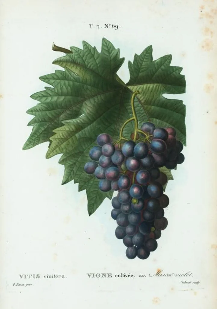 An illustration from Nouveau Duhamel, 1801, leaf 499