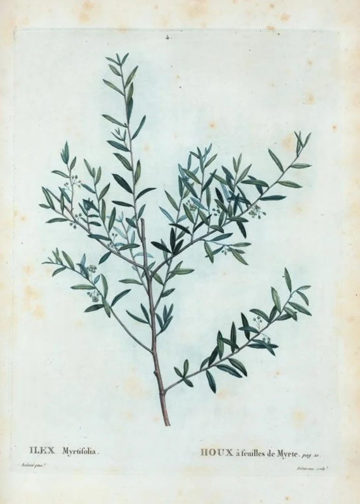 An illustration from Nouveau Duhamel, 1801, leaf 5