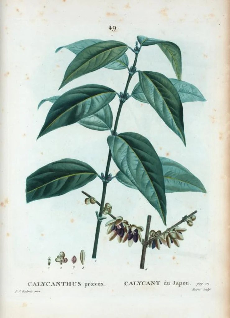 An illustration from Nouveau Duhamel, 1801, leaf 50