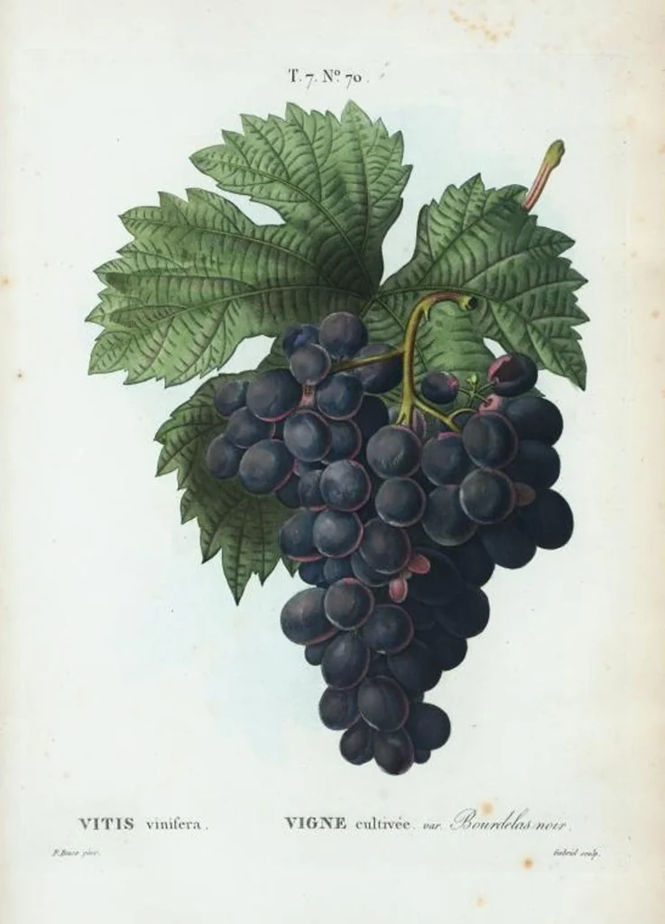 An illustration from Nouveau Duhamel, 1801, leaf 500