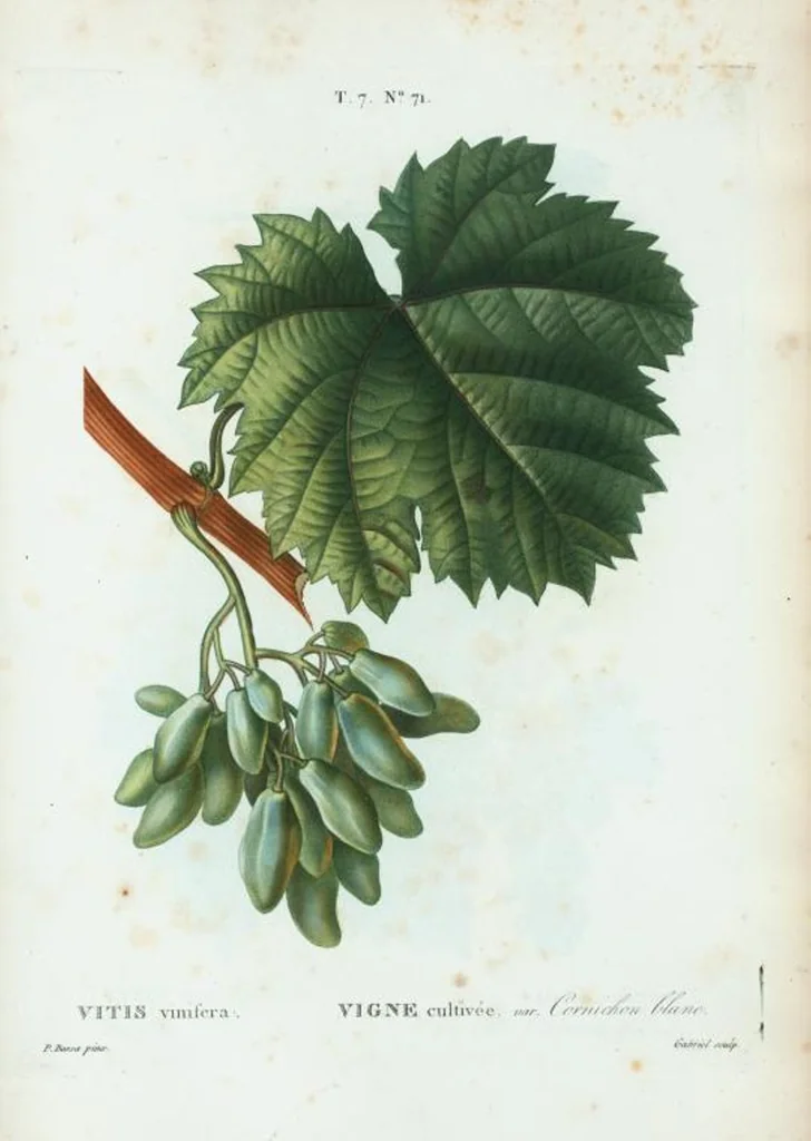 An illustration from Nouveau Duhamel, 1801, leaf 501