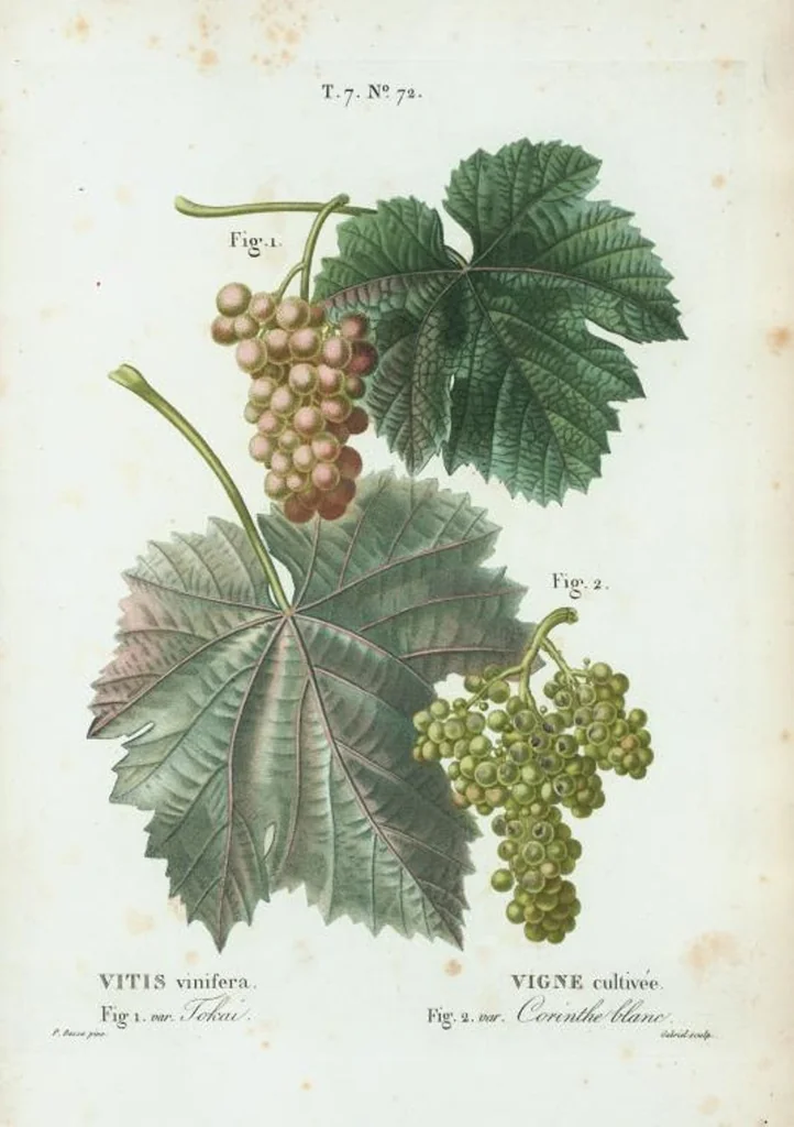 An illustration from Nouveau Duhamel, 1801, leaf 502
