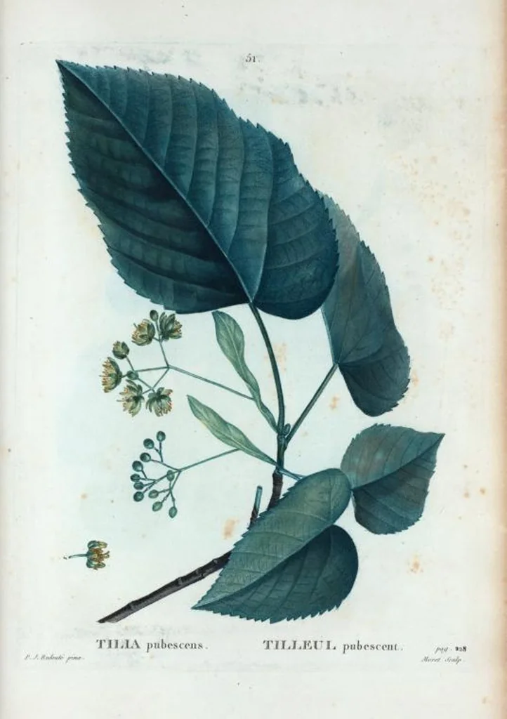 An illustration from Nouveau Duhamel, 1801, leaf 52