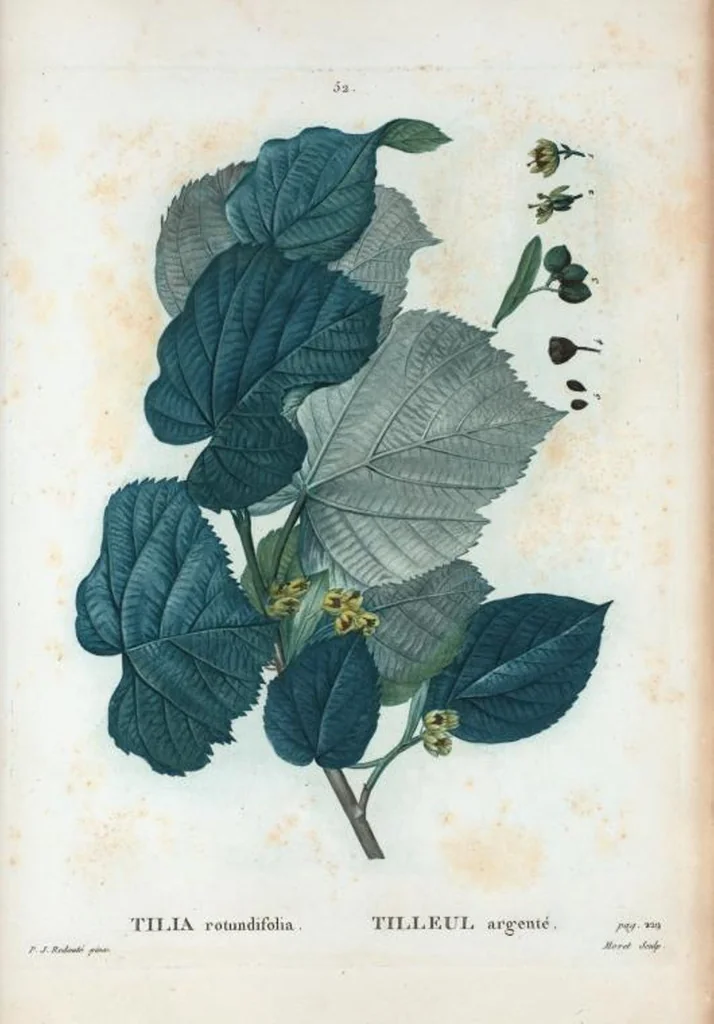 An illustration from Nouveau Duhamel, 1801, leaf 53
