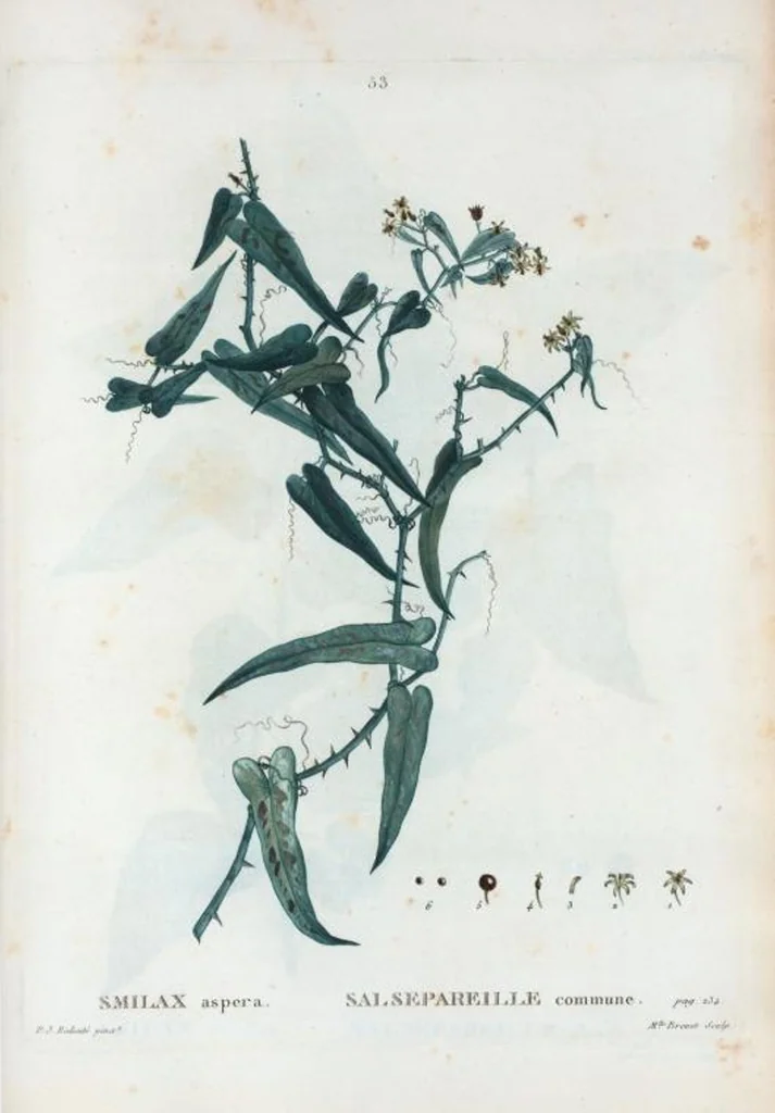 An illustration from Nouveau Duhamel, 1801, leaf 54
