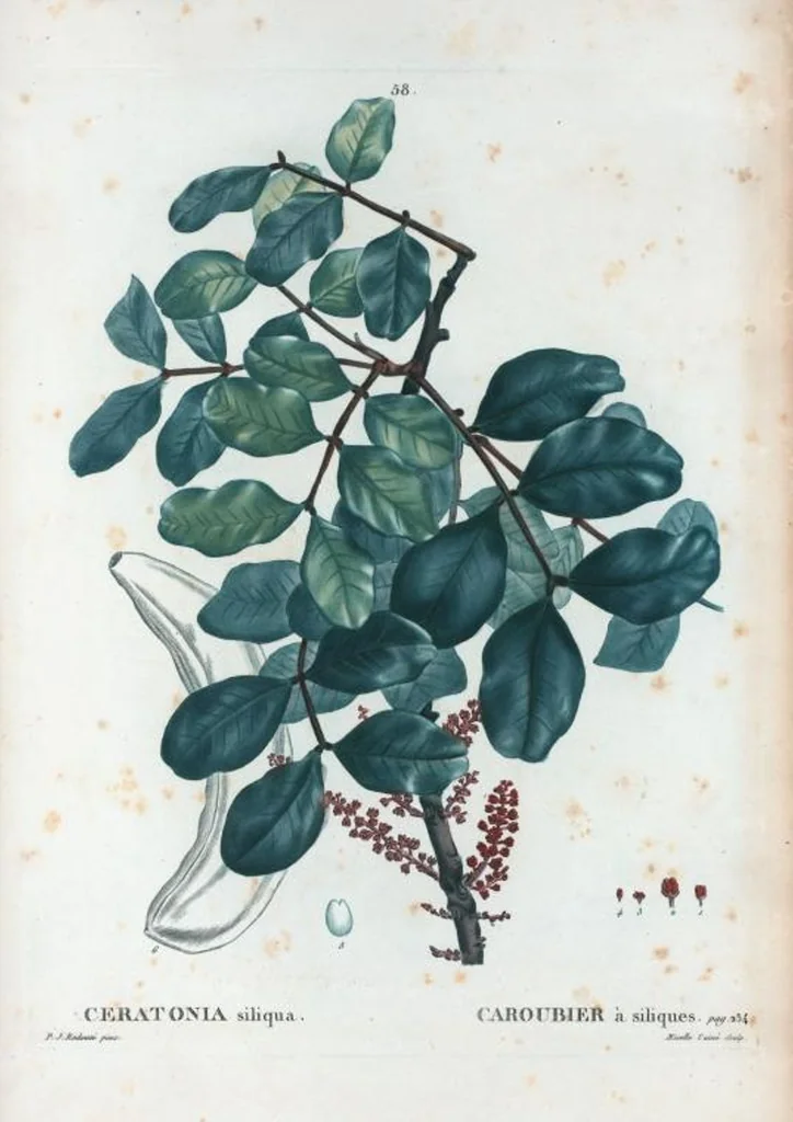 An illustration from Nouveau Duhamel, 1801, leaf 59