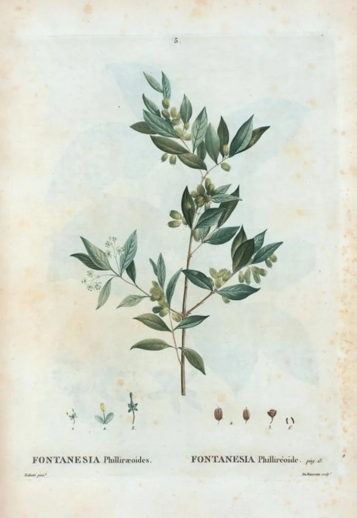 An illustration from Nouveau Duhamel, 1801, leaf 6