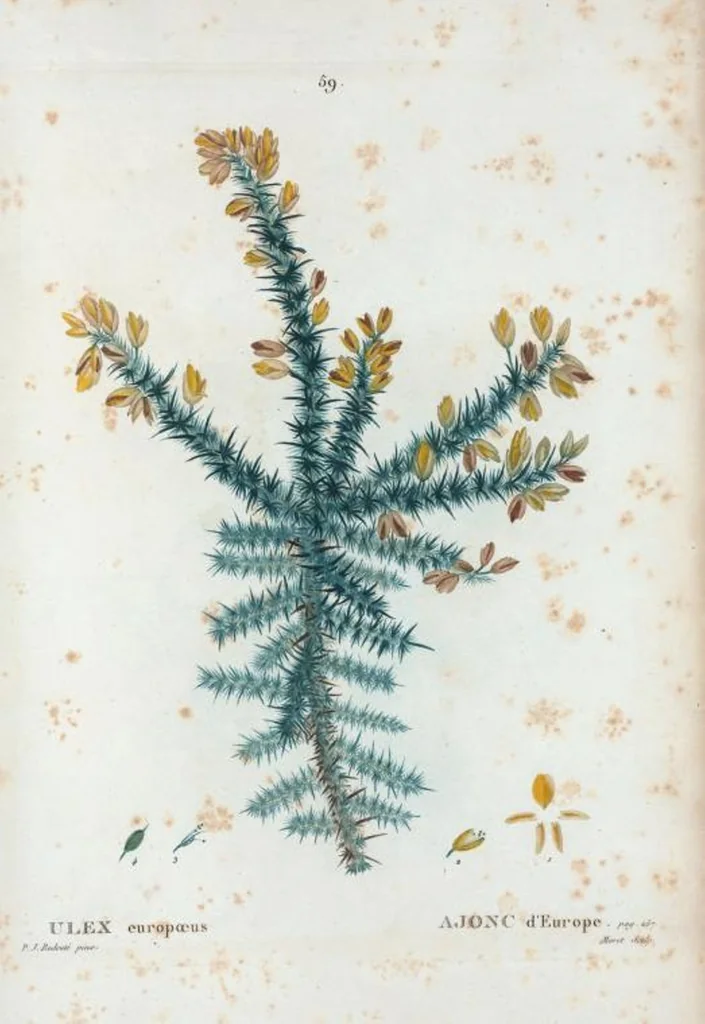 An illustration from Nouveau Duhamel, 1801, leaf 60