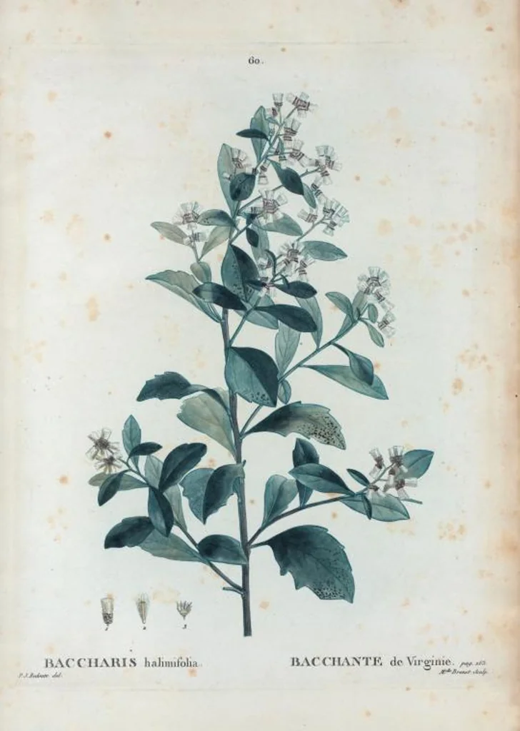 An illustration from Nouveau Duhamel, 1801, leaf 61