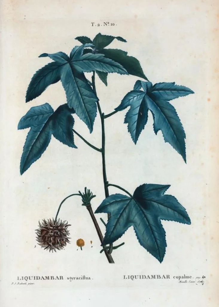 An illustration from Nouveau Duhamel, 1801, leaf 63