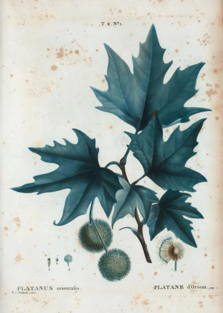 An illustration from Nouveau Duhamel, 1801, leaf 64